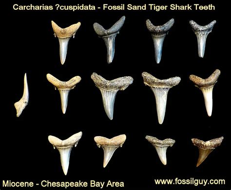 types of fossilized shark teeth.